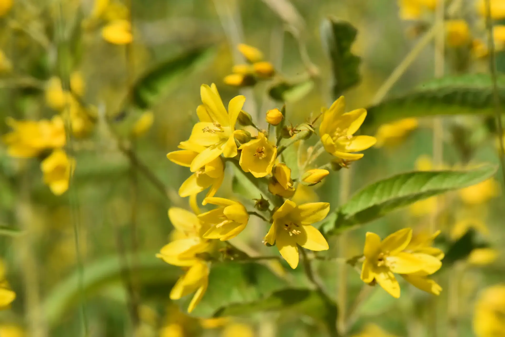 Lysimachia-vulgaris-gewoehnlicher-Gilbweiderich_04.jpg Lysimachia vulgaris - gewöhnlicher Gilbweiderich 1 Stck. im 12 cm RC-Topf – Bild 1