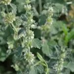 Marrubium vulgare - gewöhnlicher Andorn       0,2 g,  ca. 200 Korn (UG n.n., Rote LISTE !)