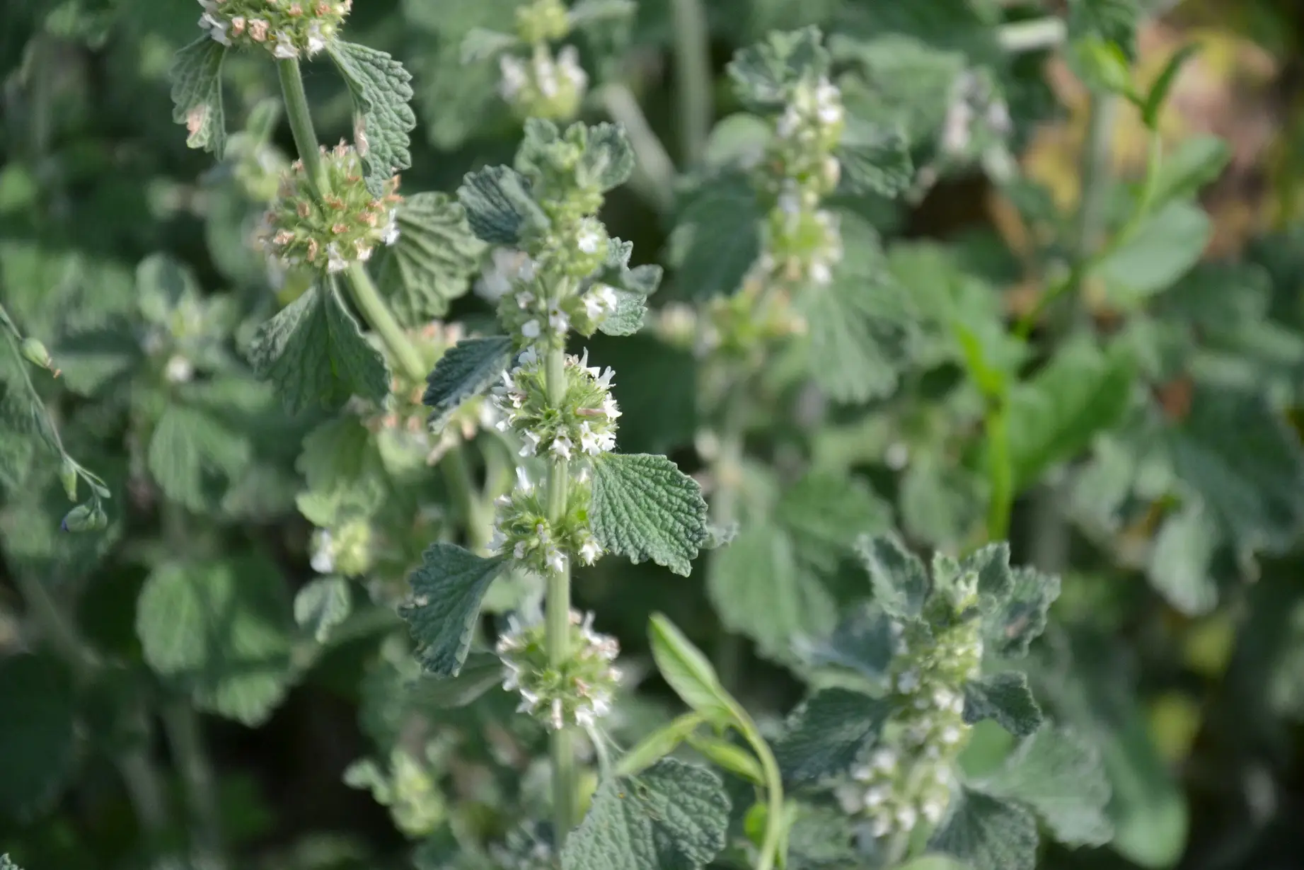 Common horehound growing in the garden Marrubium vulgare - gewöhnlicher Andorn, 1 Stck. Pflanze (UG n.n., Rote LISTE !) – Bild 1