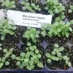 Marrubium vulgare - gewöhnlicher Andorn,     7 Stck. Jungpflanzen (UG n.n.)