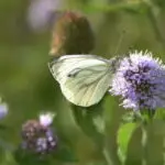 Mentha aquatica - Wasser-Minze,   Pflanze im Tb12 (UG 02)