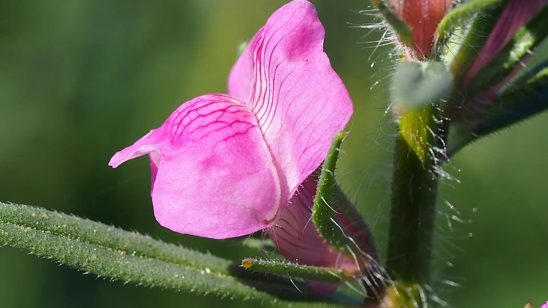 Linearleaf Snapdragon (Misopates orontium) Misopates orontium - Acker-Löwenmäulchen0,1 g, ca. 1.000 Korn (UG 07, PG C) – Bild 1