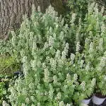 Nepeta cataria - echte Katzenminze 0,25 g, ca. 400 Korn (UG n.n., PG C)