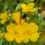 Oenothera tetragona 'Sonnenwende' - Nachtkerze,    1 Pflanze Tb12
