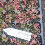 Oenothera tetragona 'Sonnenwende' - Nachtkerze,    7 Stck. Jungpflanzen
