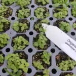 Origanum vulgare - wilder Majoran, Dost     7 Stck. Jungpflanzen (UG 02)