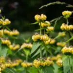 Phlomis russeliana - Brandkraut,    1 Pflanze Tb 12