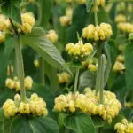 Phlomis russeliana-Brandkraut,    0,5 g,  ca. 40 Korn (UG 07, PG D)