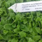 Pilosella aurantiacum - orangerotes Habichtskraut  7 Stck. Jungpflanzen (UG n.n.)