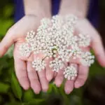 Pimpinella major - große Bibernelle 0,5 g, ca.300 Korn (UG 02, PG D)
