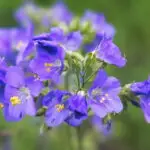 Polemonium caeruleum-blaue Himmelsleiter            P1 (UG n.n, Sc)