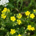 Potentilla argentea - Silber-Fingerkraut   0,25 g, ca. 1.500 Korn (UG 01, PG C)