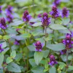 Prunella vulgaris - kleine Braunelle      0,25 g, ca. 300 Korn (UG 02, PG C)
