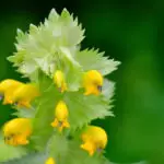 Rhinanthus alectorolophus - zottiger Klappertopf 1 g, ca. 200 Korn (UG 02, PG F)