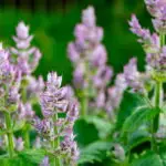 Salvia sclarea - Muskatellersalbei,   0,25 g ca. 75 Korn (UG 07, PG D)