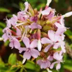 Saponaria officinalis - echtes Seifenkraut,  1 Pflanze Tb12cm  (UG 02)
