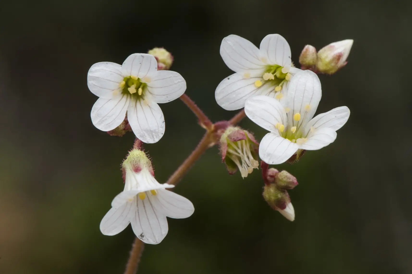 Saxifraga granulata rock breaker lovely white flower with pink n Saxifraga granulata - Knöllchen-Steinbrech 1 Stck. Pflanze 9cm Topf – Bild 1