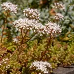 Sedum album - weißer Mauerpfeffer 1 Stck. Pflanze Tb 09 cm (UG n.n.)