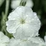 Silene coronaria 'ALBA' - weiße Kronen-Lichtnelke 0,1 g,  ca. 180 Korn (PG C)