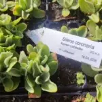 Silene coronaria - Kronen-Lichtnelke  7 Stck. Jungpflanzen