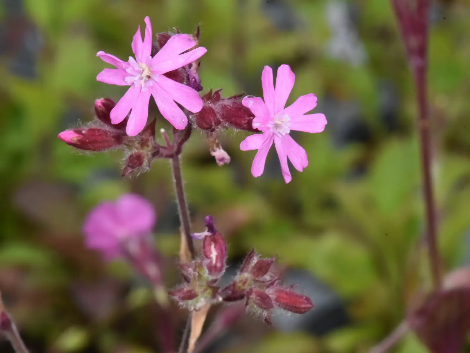 Silene dioica rote Lichtnelke Silene dioica - rote Lichtnelke 0,25 g, ca. 400 Korn (UG 02, PG C) – Bild 1