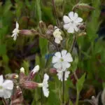 Silene latifolia alba - weiße Lichtnelke    1 Pflanze im Tb12 (UG 02)