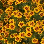 Tagetes erecta 'Ingrid-Marie' - Studentenblume0,5 g,  ca. 150 Korn (PG A)