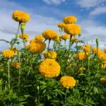 Tagetes erecta 'hohe Sorte' - Studentenblume  5 g, ca. 150 Korn (PG A)