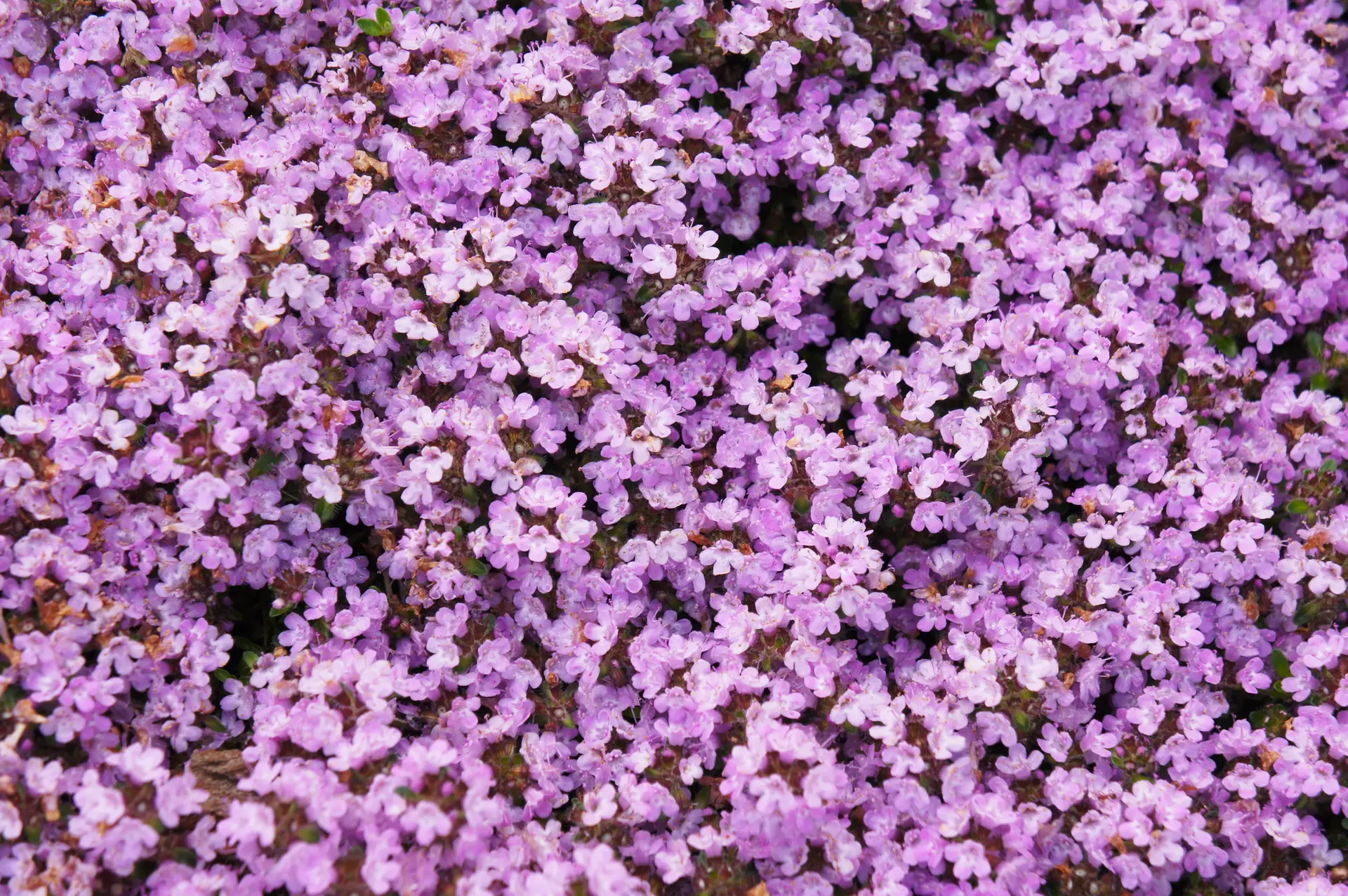 Thymus serpyllum minor creeping thyme purple flowers background Thymus praecox 'Minor' - Frühlings-Thymian, 1 Pflanze im 9 cm Topf – Bild 1