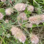 Trifolium arvense - Hasenklee0,25 g, ca. 400 Korn (UG 02, PG C)