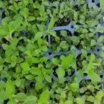 Verbena bonarensis - Eisenkraut,   8 Jungpflanzen
