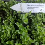 Veronica chamaedrys - Gamander-Ehrenpreis  6 Stck. Jungpflanzen (UG 01)