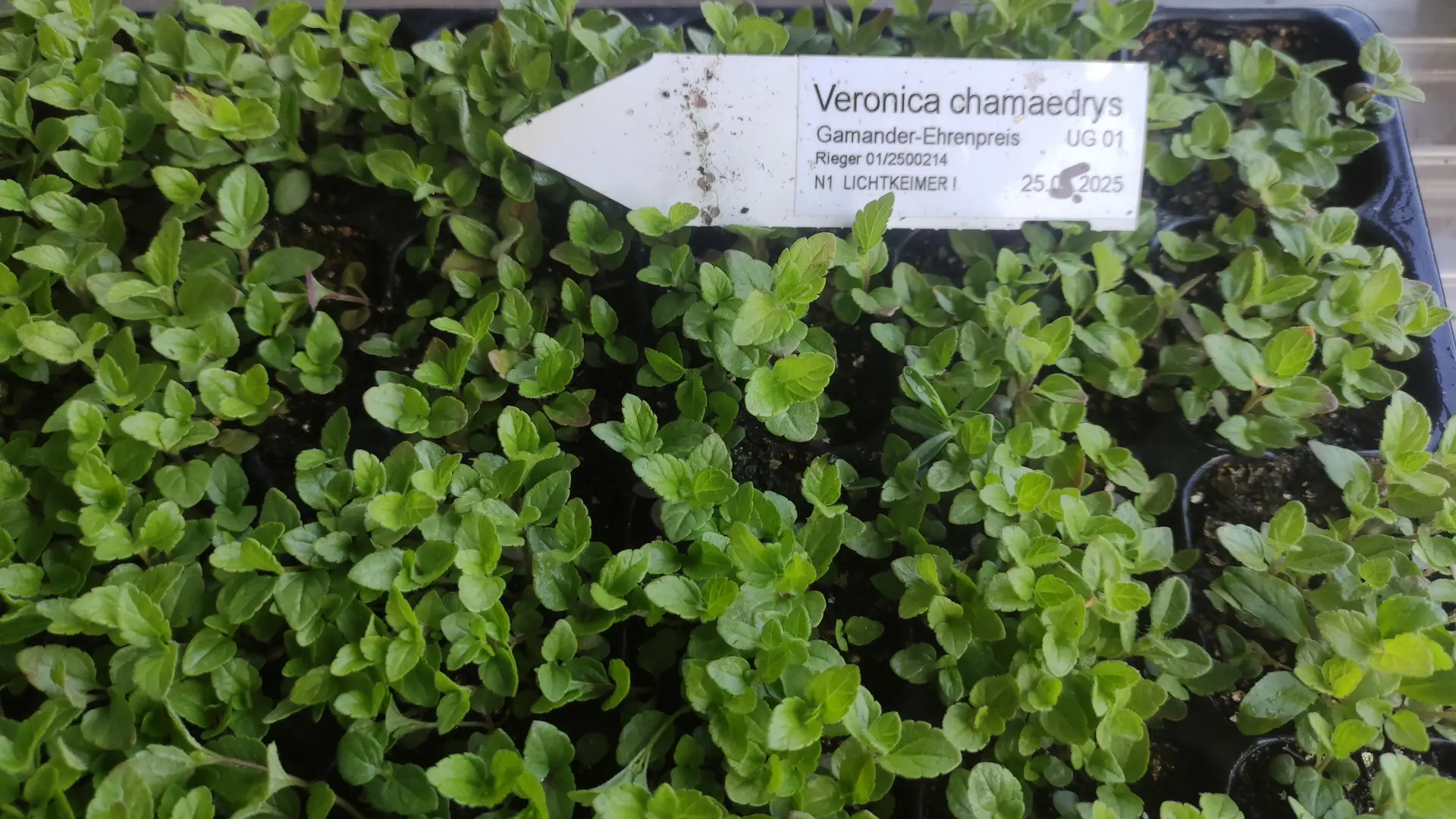 Veronica-chamaedrys-Gamander-Ehrenpreis_09.jpg Veronica chamaedrys - Gamander-Ehrenpreis 6 Stck. Jungpflanzen (UG 01) – Bild 1
