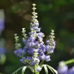 Vitex agnus castus l.  - Mönchspfeffer 1 g, ca. 100 Korn (PG D)