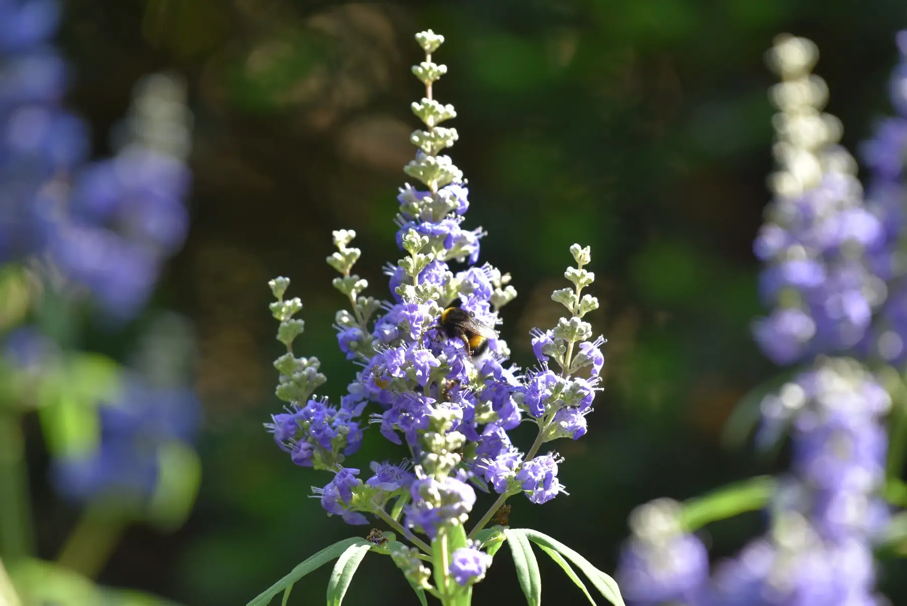 Vitex agnus castus latifolia Vitex agnus castus l. - Mönchspfeffer 1 g, ca. 100 Korn (PG D) – Bild 1