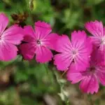 Dianthus carthusianorum - Karthäuser-Nelke,   8 Jungpflanzen (UG 21)