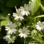 Stellaria holostea - große Sternmiere,  1 Stck. im P 0,5 Topf (UG n.n., Fl)