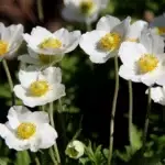 Anemone sylvestris - Windröschen     1 Pflanze im P05-Topf (UG n.n., Fl)