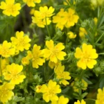 Potentilla aurea - Gold-Fingerkraut     im P0,5-Topf (UG n.n., Sc)