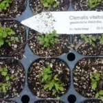 Clematis vitalba - heimische Waldrebe,   7 Stck. Jungpflanzen (UG 02)