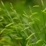Carex sylvatica - Wald-Segge     1 Pflanze Tb12 (UG n.n.)