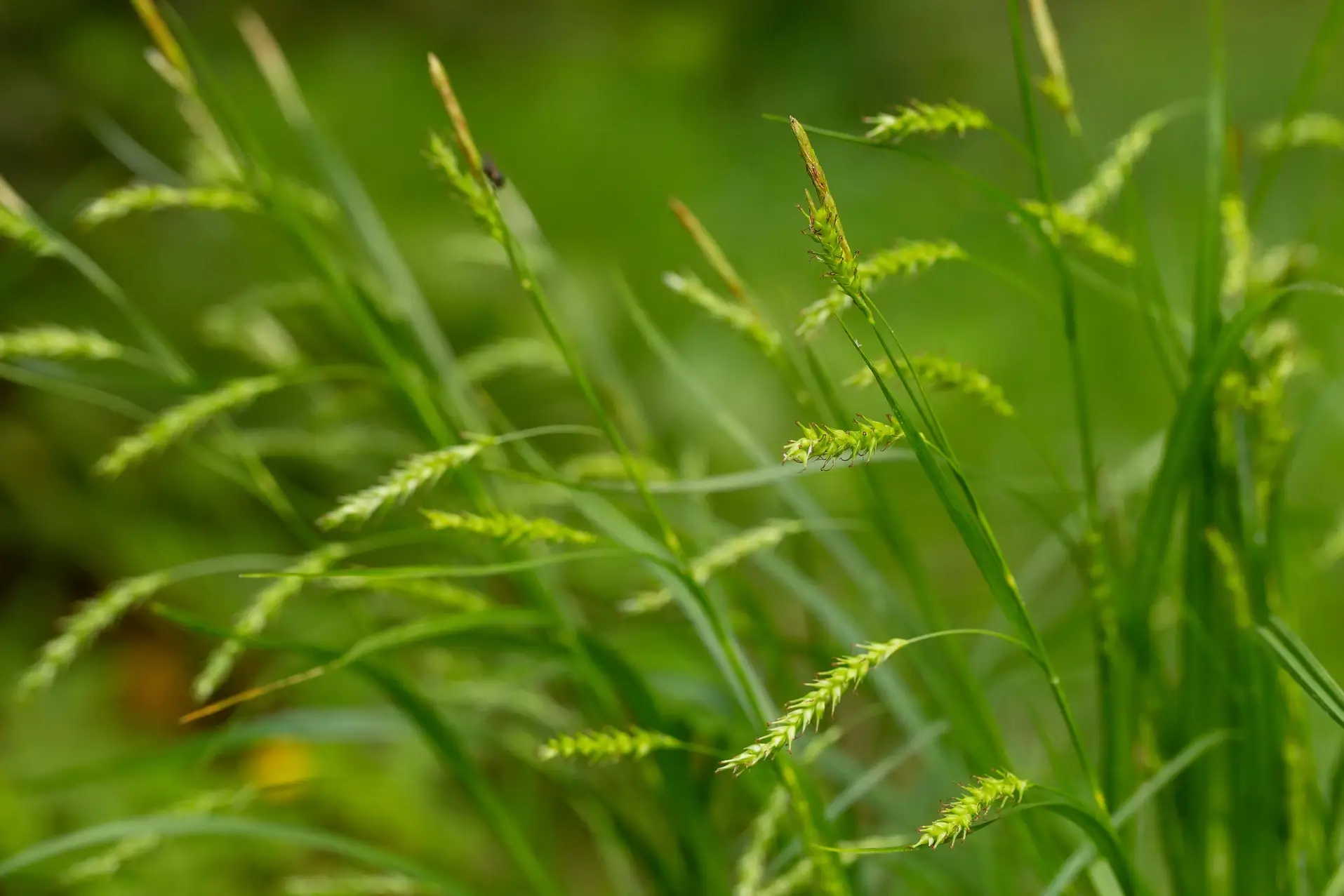 Carex sylvatica - Wald-Segge_01 Carex sylvatica - Wald-Segge 1 Pflanze Tb12 (UG n.n.) – Bild 1