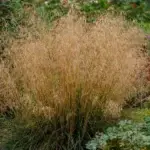 Deschampsis cespitosa 'Bronzeschleier' - Rasen-Schmiele,  1 Stck. im P05-Topf (UG n.n, Fl)
