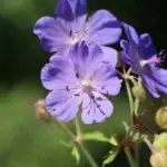 Geranium pratense 'Johnsons Blue' - Wiesen-Storchschnabel   1 Pflanze im P05 (UG n.n., Fl)