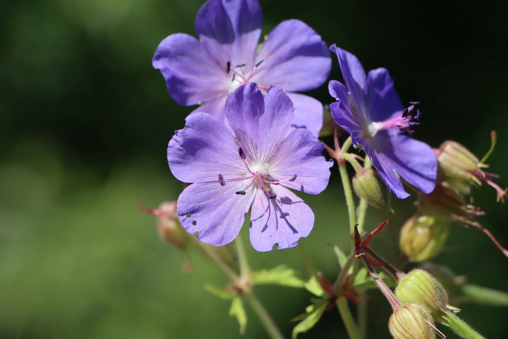 Geranium pratense Johnsons Blue - Wiesenstorchschnabel_01 Geranium pratense 'Johnsons Blue' - Wiesen-Storchschnabel 1 Pflanze im P05 (UG n.n., Fl) – Bild 1