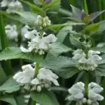 Lamium album - weiße Taubnessel, *7 Jungpflanzen (UG 02, WH)