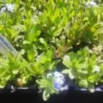 Myosotis palustris - Sumpf-Vergissmeinnicht      7 Stck. Jungpflanzen (UG n.n., WH)