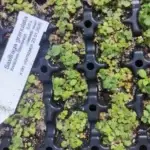 Saxifraga granulata - Knöllchen-Steinbrech,    8 Stck. Jungpflanzen (UG n.n.)