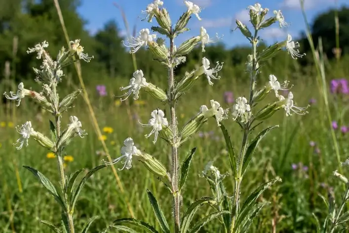 Silene viscosa-klebrige Lichtnelke_01a Silene viscosa - klebrige Lichtnelke, Pflanze im Tb12 (UG 07) – Bild 1