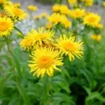 Inula salicina - weidenblättriger Alant,   7 Jungpflanzen (UG 05, WH)